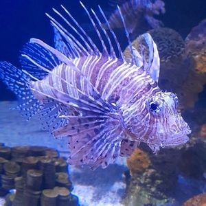 Meet your Posher, Adalberto